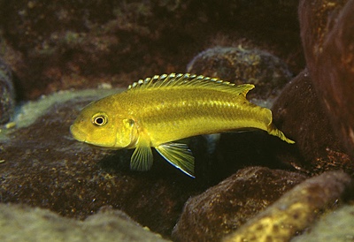 Pseudotropheus johannii 'Nkhungu Point'